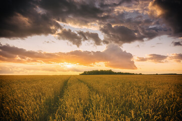 Sunset or sunrise in a rye or wheat field with a dramatic cloudy sky in a summer. Summertime landscape. Agricultural fields. Aesthetics of vintage film.