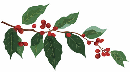 Coffee berries growing on bran . Coffe plant raw fre