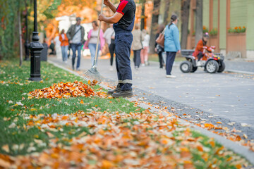 Man is taking golden leaves on pile. Autumn, leaf fall