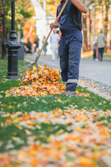 Man worker raking dry leaves, cleaning fallen leaves in city park. Autumn, leaf fall