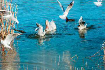 Playful seagulls and white swan against the backdrop of a pond with reeds . Birds with spread wings.