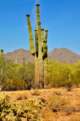 San Tan Mountains Sonora Desert Arizona - 788307948