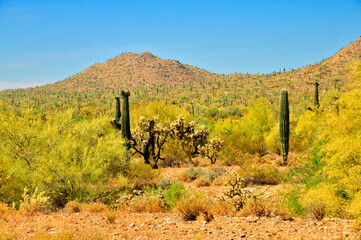 San Tan Mountains Sonora Desert Arizona - 788308107
