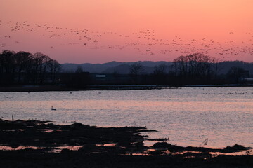 宮島沼にねぐら入りするマガンの群れ
