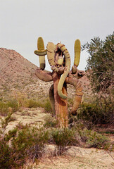 San Tan Mountains Sonora Desert Arizona On Film - 788308937