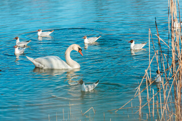 Playful seagulls and white swan against the backdrop of a pond with reeds .