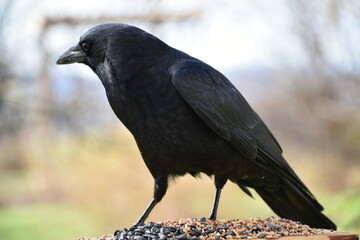 A crow at the feeder, Sainte-Apolline, Québec, Canada