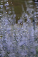 朝陽できらめくセージの花