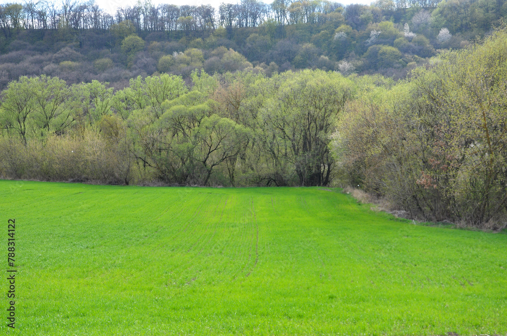 Sticker spring landscape with winter wheat