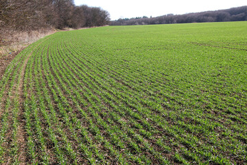 Spring landscape with winter wheat