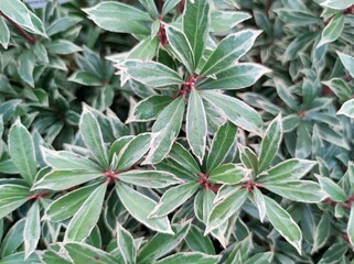 Pieris japonica 'Little Heath'