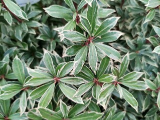 Obraz premium Pieris japonica 'Little Heath'