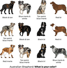 Australian Shepherd breed, Aussie Colors and Coat Patterns, in various poses, designs for prints. Cartoon vector set. Black and tan, Tan point blue merle, Red merle, tri, bi, black, Blue merle.Popular