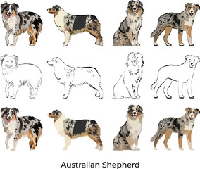 Australian Shepherd breed, Aussie Colors and Coat Patterns. Black stroke, drawing style, illustration with stroke. Black and tan, Tan point blue merle, Red merle, tri, bi, black, Blue merle. Contours.
