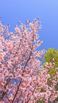 vertical video of Cherry blossoms swaying in the wind and blue sky