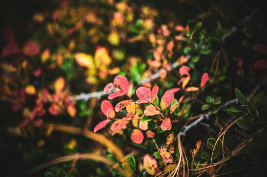 Herbst in den Alpen im Albulatal
