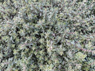 Thymus 'Silver Queen'