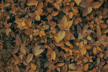 Yellow and orange bush plant leaves close up as dark mysterious floral botanical natural autumn...
