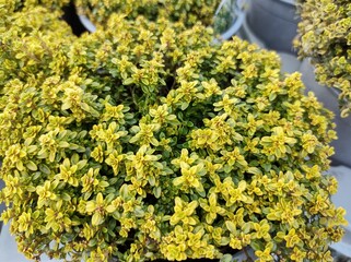 Thymus pulegioides 'Bertram Anderson'