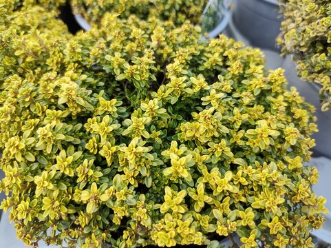 Thymus pulegioides 'Bertram Anderson'