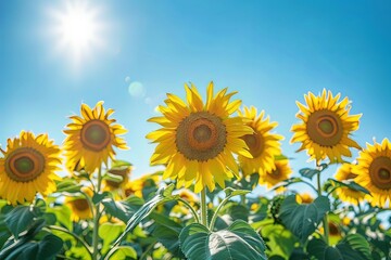 sunflower field basking in the bright sunlight of summer, ai generated