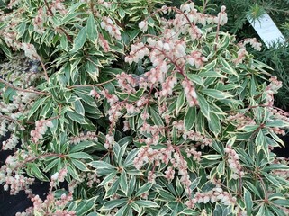 Pieris japonica 'Flaming Silver'
