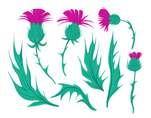 Thistle illustration. Set of colorful  hand drawn vector sketches