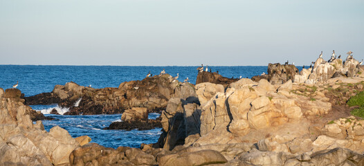 California rocky shoreline with a large body of water in the background and a flock of pelicans resting on rocks