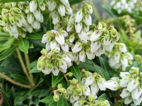 Pieris japonica 'Prelude'