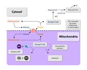 Ketogenesis transforms fats and some amino acids into ketone bodies, providing an alternative fuel source, crucial during fasting or low-carb diets, 2d
