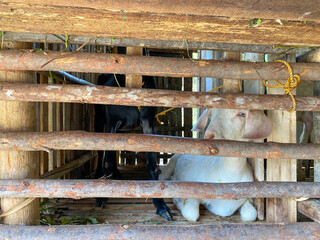 Domestic goat farming