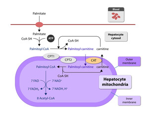 Ketogenesis transforms fats and some amino acids into ketone bodies, providing an alternative fuel source, crucial during fasting or low-carb diets, 2d