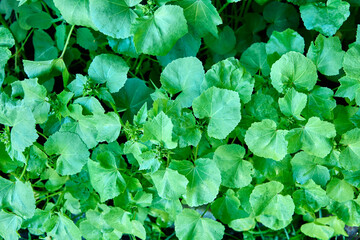 Full frame of green lavatera leaves before flowering, texture for background.