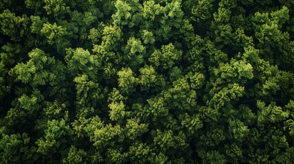 Fototapeta premium Aerial view of a dense green forest for environmental themes hyper realistic 