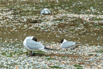 Mouette rieuse, nid,.Chroicocephalus ridibundus, Black headed Gull