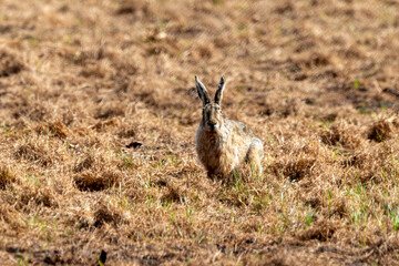 Lièvre d'Europe, Lièvre brun, Lepus europaeus