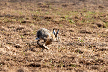 Lièvre d'Europe, Lièvre brun, Lepus europaeus