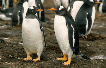 Manchot papou, .Pygoscelis papua, Gentoo Penguin,  Iles Falkland, Malouines