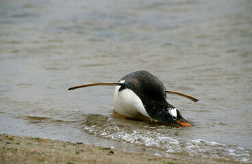 Manchot papou, .Pygoscelis papua, Gentoo Penguin,  Iles Falkland, Malouines