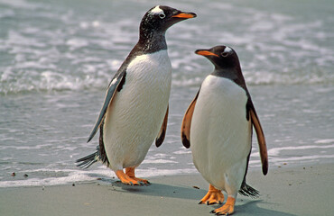 Manchot papou, .Pygoscelis papua, Gentoo Penguin,  Iles Falkland, Malouines