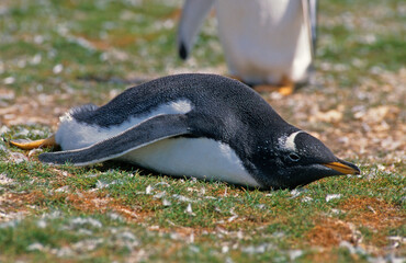 Manchot papou, .Pygoscelis papua, Gentoo Penguin,  Iles Falkland, Malouines