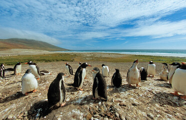 Manchot papou, .Pygoscelis papua, Gentoo Penguin,  Iles Falkland, Malouines - obrazy, fototapety, plakaty