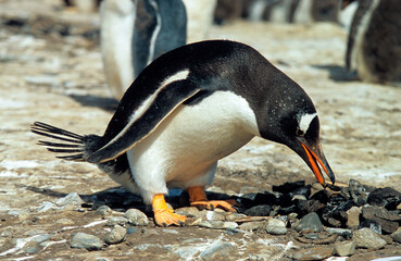 Manchot papou, .Pygoscelis papua, Gentoo Penguin,  Iles Falkland, Malouines