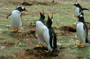 Manchot papou, .Pygoscelis papua, Gentoo Penguin,  Iles Falkland, Malouines