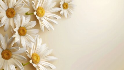 Bright white daisies on a gradient background - This image showcases a group of bright white daisies arranged on a gradient background ranging from yellow to white