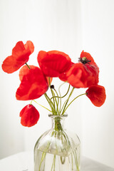 A bouquet of fresh poppies in a glass vase with white background