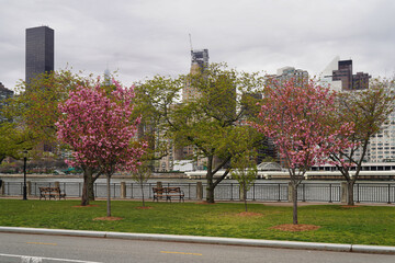Manhattan seen from Roosevelt Island.