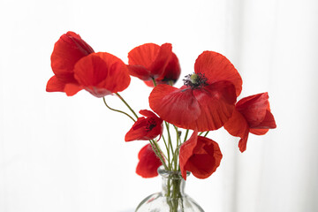 A bouquet of fresh poppies in a glass vase with white background