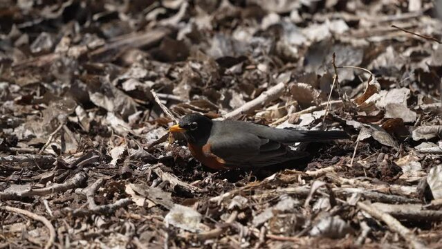 Robin digging in the ground as it captures grubs under the mulch.