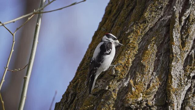 Downy Woodpecker searching the bark on a tree as it bounces up.